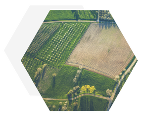 Agriculture Drone Mapping